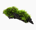 Vesicularia montagnei 'Christmas Moss'
