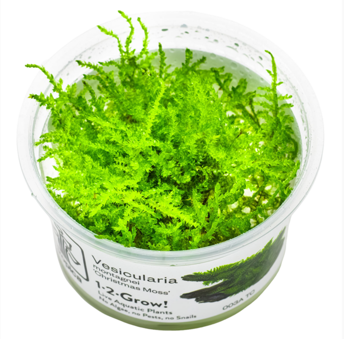 Vesicularia montagnei 'Christmas Moss'
