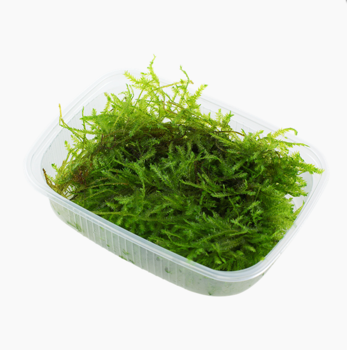 Vesicularia montagnei 'Christmas Moss'