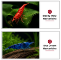 "NoBrown" Set, Neocaridina ohne Braunen Nachwuchs! Bloody Mary und Blue Dream