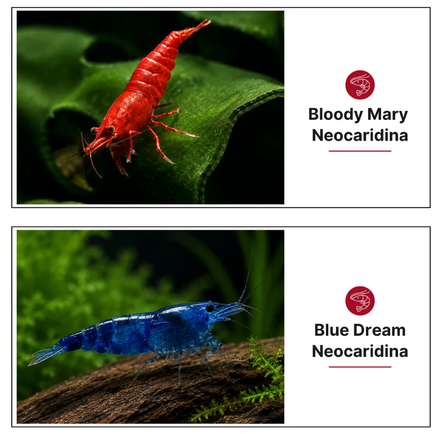 "NoBrown" Set, Neocaridina ohne Braunen Nachwuchs! Bloody Mary und Blue Dream