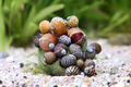 Balkan Napfschnecke (Nano) - Theodoxus dalmaticus