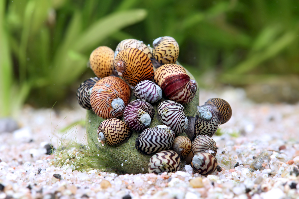 Balkan Napfschnecke (Nano) - Theodoxus dalmaticus