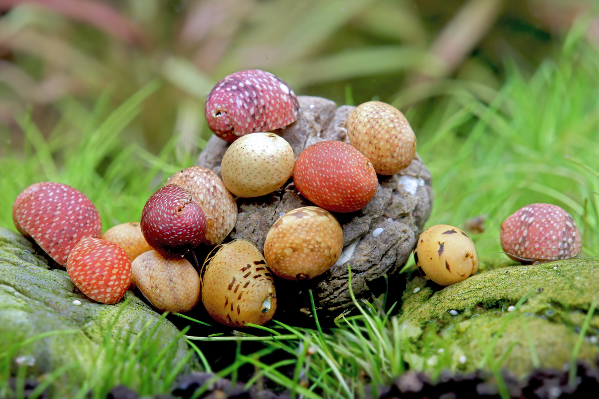 Pink & Yellow Biofilm-Fresser Set – 10 Schnecken für dein Aquarium