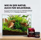 NatureHolic - Schneckenfeed Pudding - 50g Snailfeed Pudding