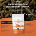 Cambarellusfeed