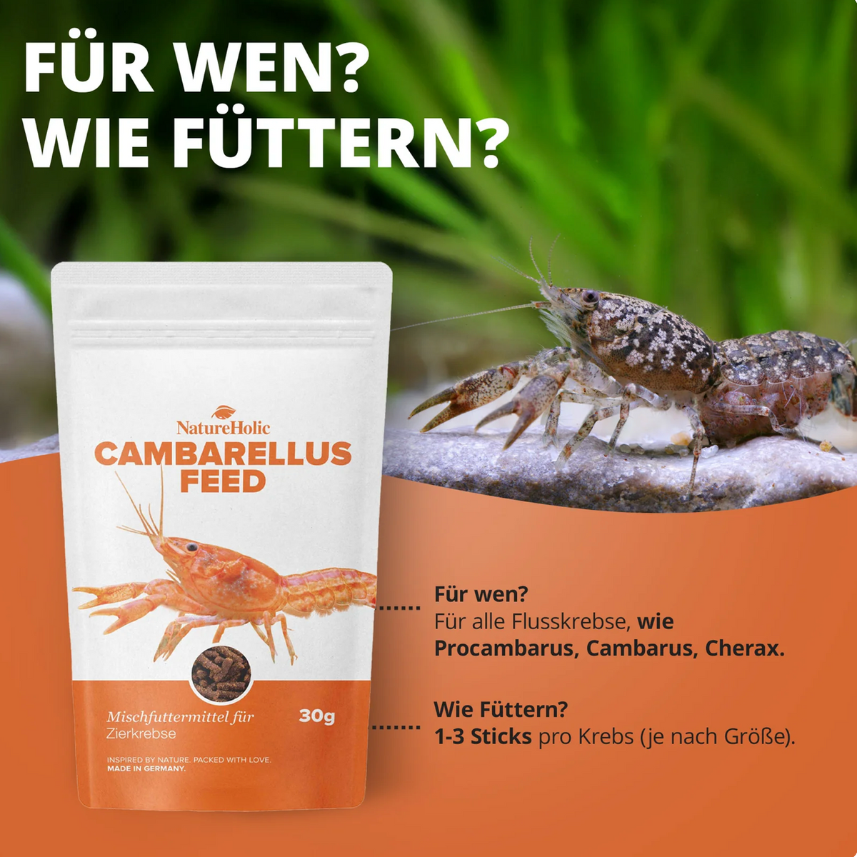 Cambarellusfeed