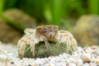 Zwergghost Unterwasserkrabbe - Potamocypoda pugil