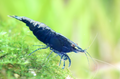 Zwerggarnele „Sapphire“ – Neocaridina davidi in intensiver Blauvariante