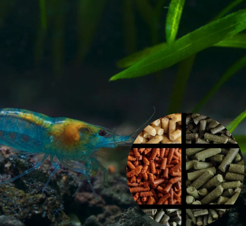 10 St. Blue Jelly Garnele - Neocaridina davidi + Gratis Garnelen Futtersticks – Zufälliger Mix (25 g)