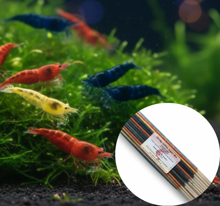 100 St. Garnelen MIX Neocaridina David + Gratis Shrimp-Lollies Super-Mix (11 Stück)