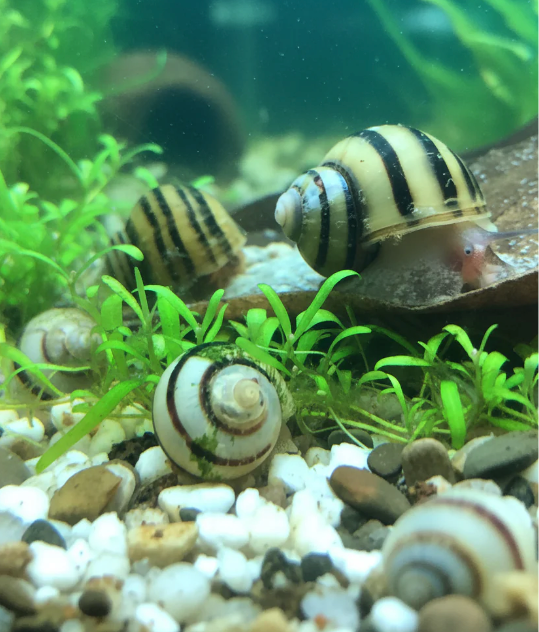 Zebra-Apfelschnecke