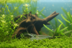 Amanogarnele - Größe "XL" -Caridina multidentata