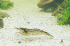Amanogarnele - Größe XXL - Caridina multidentata 3,5 - 4 cm