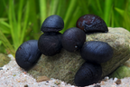 Napfschnecken- Stahlhelmschnecke