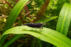 Purple Metallic Garnelen