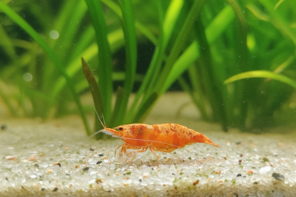 Koi Sunburst   Neocaridina davidi