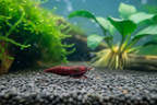 Red Onyx Garnele – Neocaridina davidi | Tiefrote Zwerggarnele für Aquarium, Nano-Becken