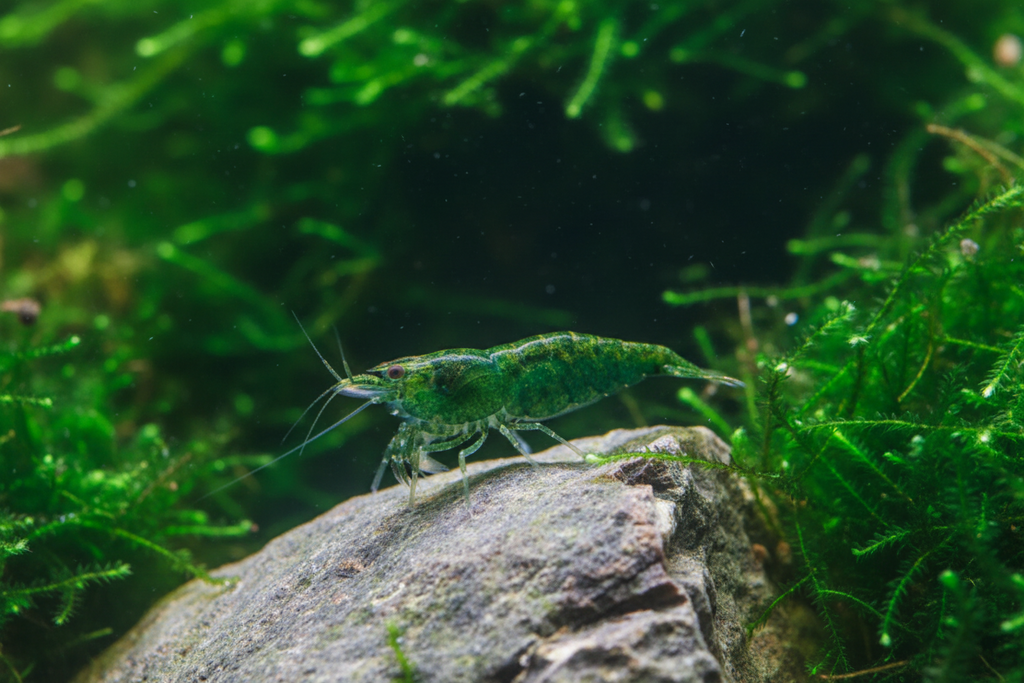 Green Jade Garnele - Neocaridina davidi