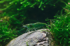 Green Jade Garnele - Neocaridina davidi