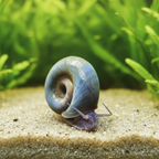 Blaue Posthornschnecke - Planorbella/Planorbis sp. (blau)