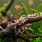 Neocaridina davidi - Zwerggarnele "Red neck"
