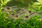Amanogarnele - Größe "S" - Caridina multidentata