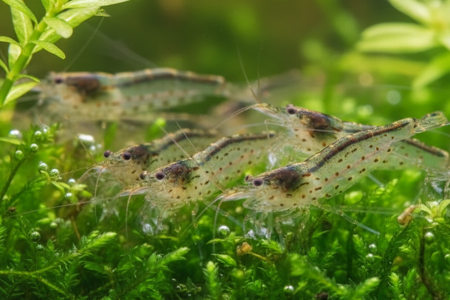 Amanogarnele - Größe "S" - Caridina multidentata