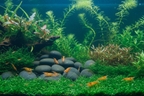 Sunkist Sakura Zwerggarnele Neocaridina Davidi