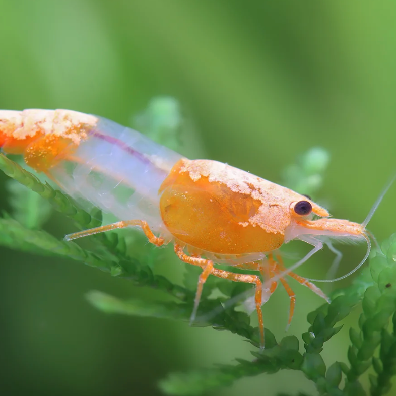 Orange Rili Volcano Garnele - Neocaridina davidi