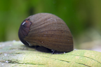 Mokka Rennschnecke - Neritodryas sp