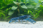 Baby Blauer Floridakrebs - Procambarus alleni
