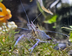 Blauscherengarnele- Macrobrachium peguense