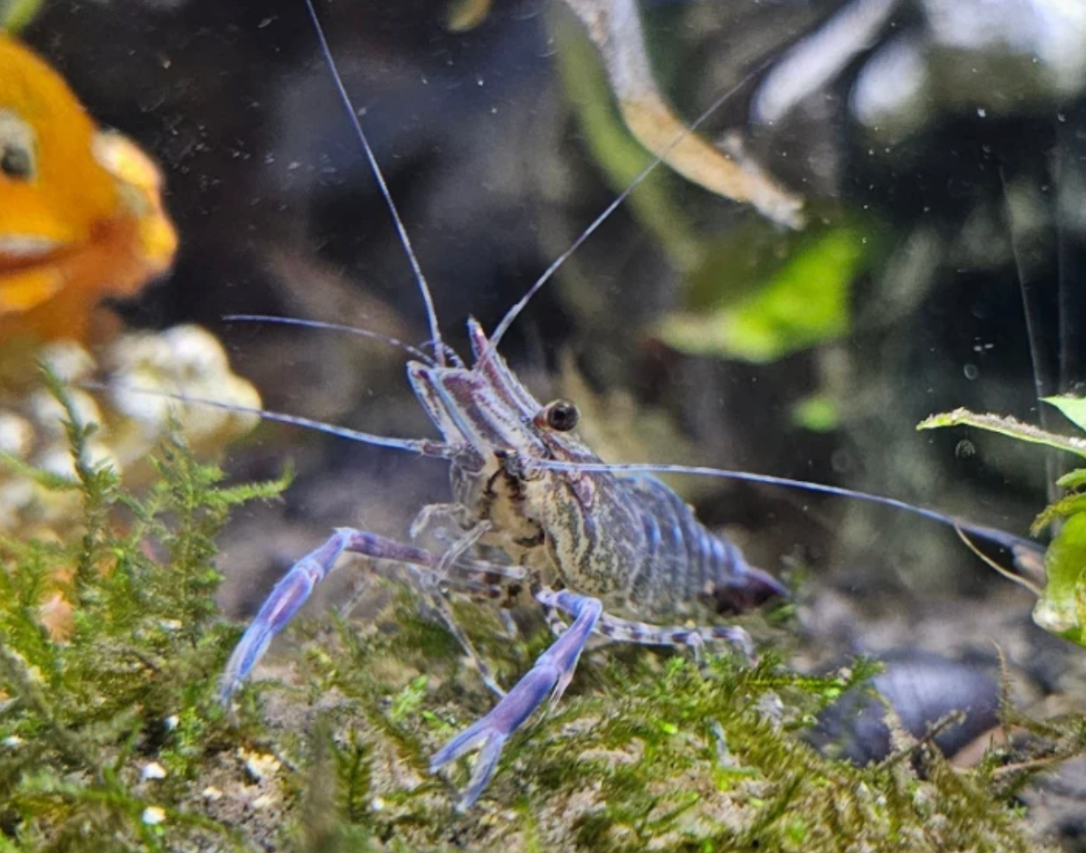 Blauscherengarnele- Macrobrachium peguense