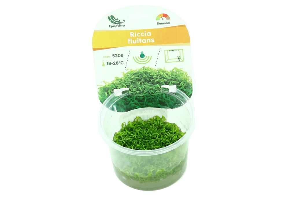 Riccia fluitans     Epaqvitro 100 ml cup