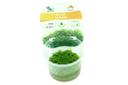 Riccia fluitans     Epaqvitro 100 ml cup