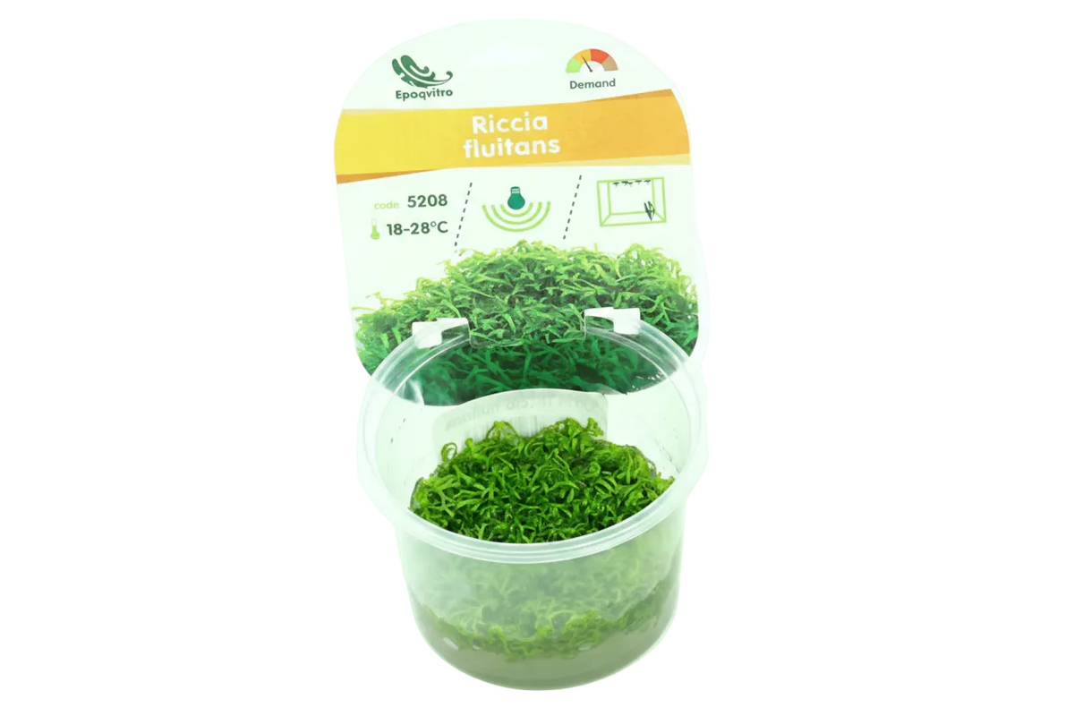 Riccia fluitans     Epaqvitro 100 ml cup
