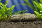 Zwerggarnele "Rili Green" - Neocaridina davidi