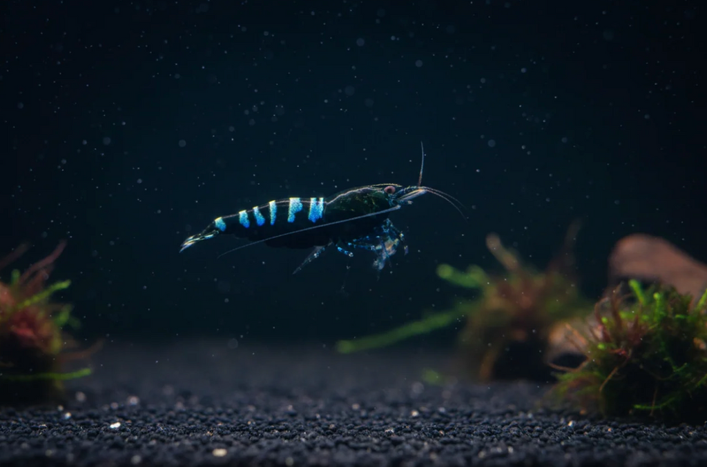 Black Pinto Zebra - Caridina Garnele