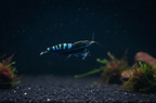 Black Pinto Zebra - Caridina Garnele