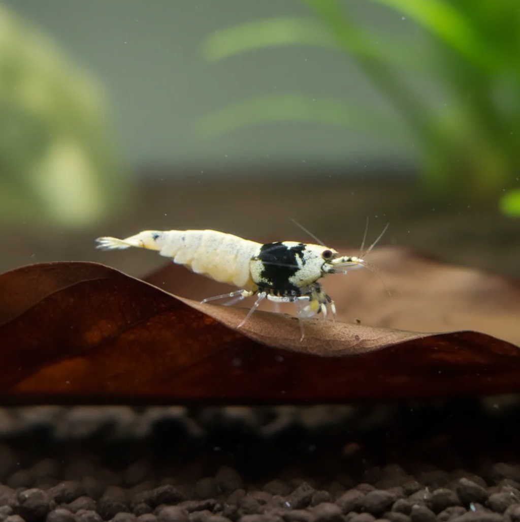 Spotted Head Bee - Caridina - 5 Stück