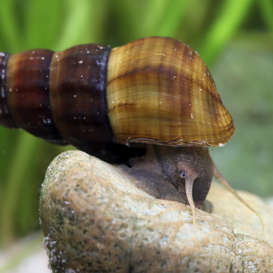 Herkules-Turmdeckelschnecke – Brotia herculea