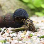Thylomelania spec. - Yellow big spot