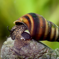 Gestreifte Turmdeckelschnecke - Brotia Manningi