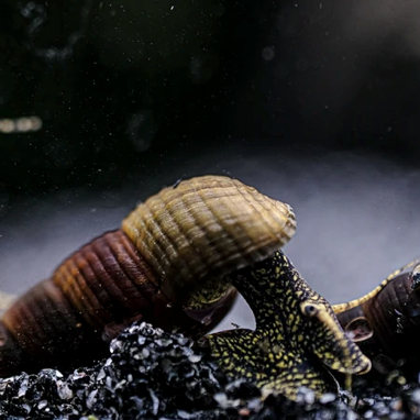 Turmdeckelschnecke "Towuti black/yellow" - Tylomelania towutensis
