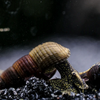 Turmdeckelschnecke "Towuti black/yellow" - Tylomelania towutensis
