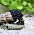 Tylomelania patriatrchalis - Pelhuhn Black
