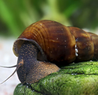Riesenturmdeckelschnecke - Tylomelania sp.