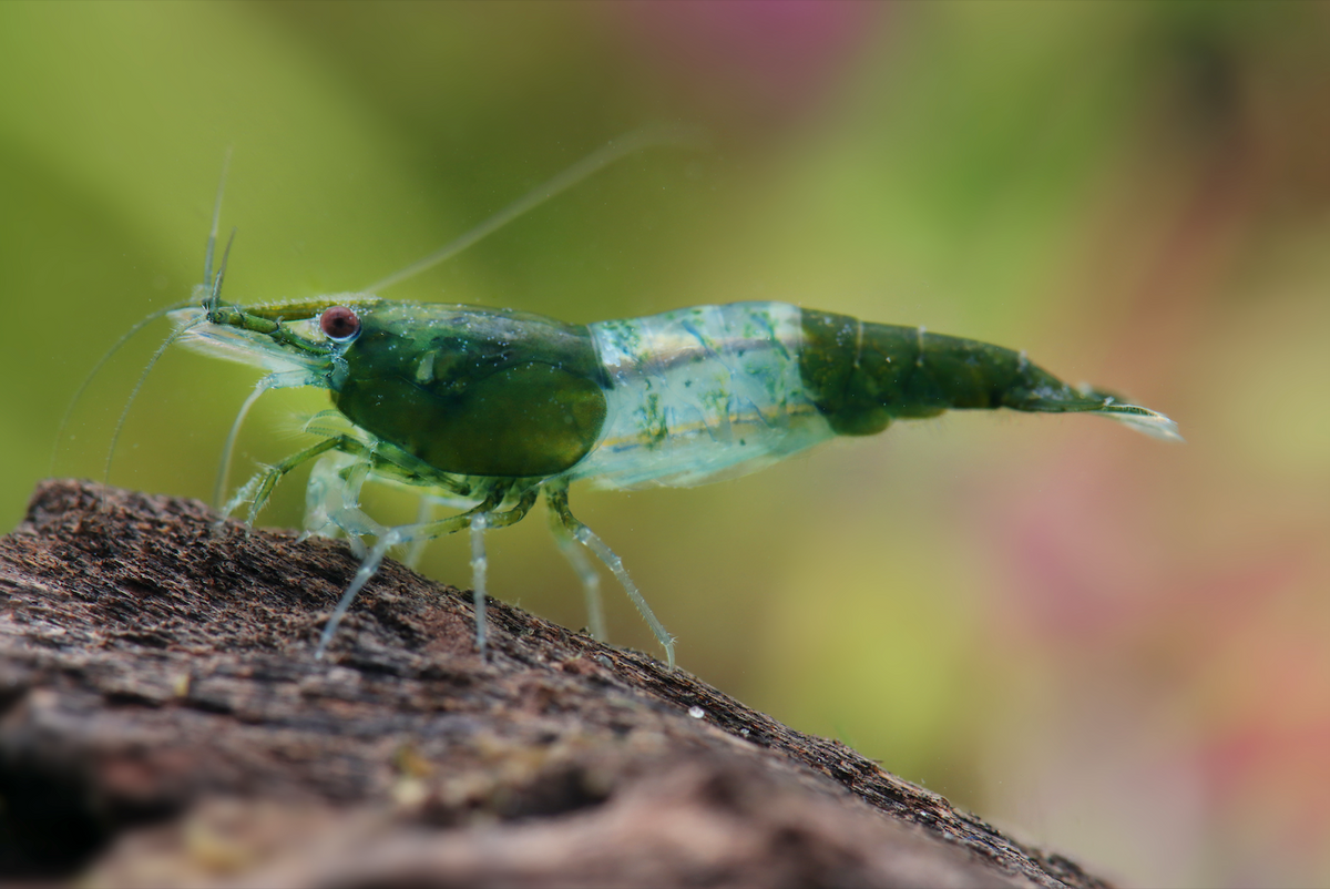 Zwerggarnele "Rili Green" - Neocaridina davidi