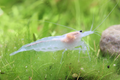 Snow Amanogarnele - Caridina multidentata "snow"